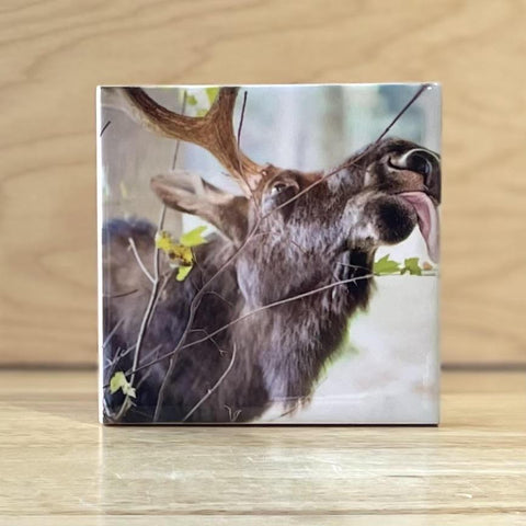 Licking Moose Coasters by  Peter Cordice