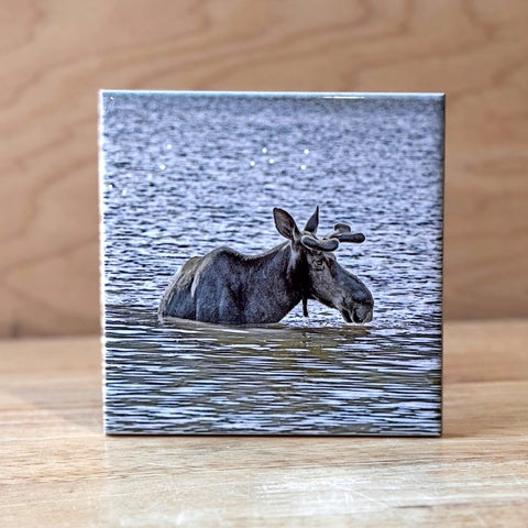 Baxter Stater Park Maine Moose Coaster by Peter Cordice