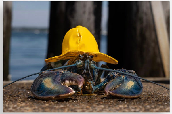 Blue Lobster Postcards @themainesouvenirshop