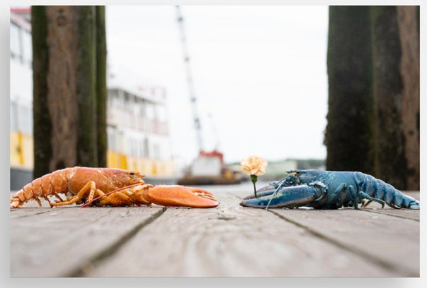 Blue Lobster Postcards @themainesouvenirshop
