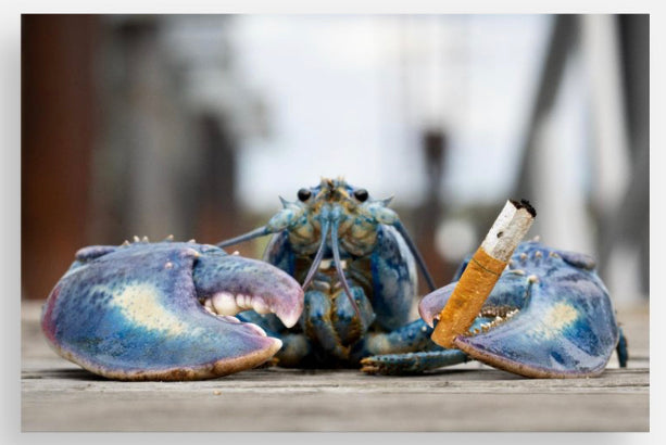 Blue Lobster Postcards @themainesouvenirshop